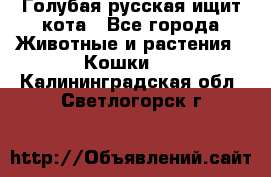 Голубая русская ищит кота - Все города Животные и растения » Кошки   . Калининградская обл.,Светлогорск г.